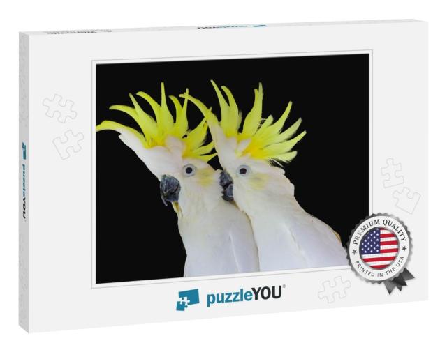 Greater Sulphur-Crested Cockatoo Isolated on Black Backgr... Jigsaw Puzzle