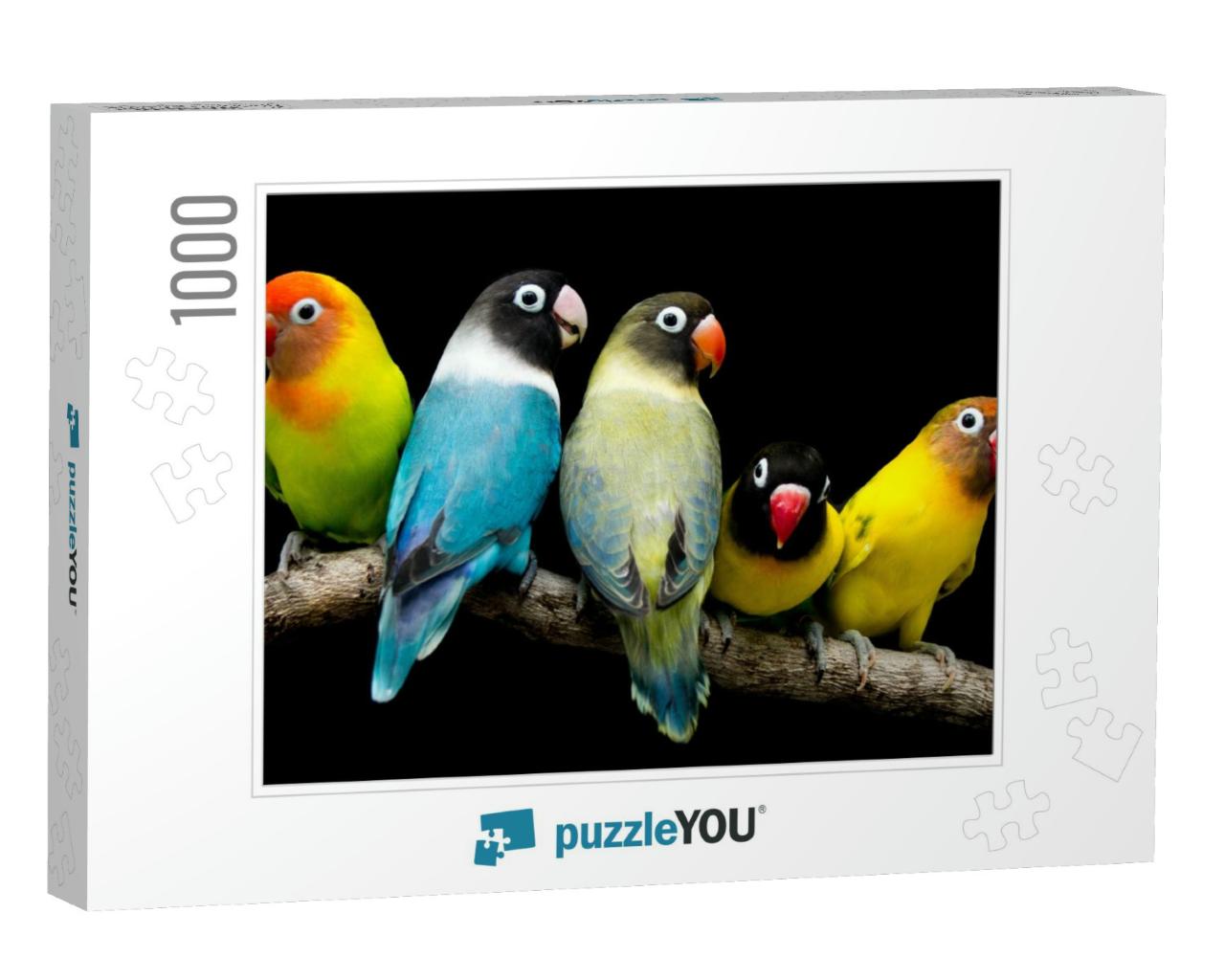 Lovebird Parrot There Are Beautiful Colors & Very Loving... Jigsaw Puzzle with 1000 pieces