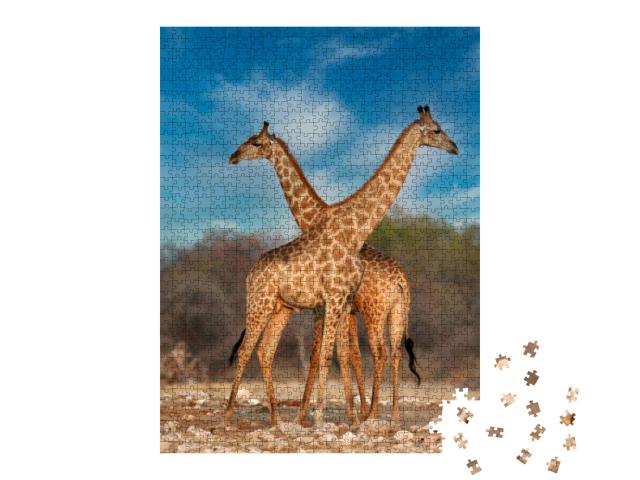 2 Giraffe Necking, Showing Dominance Over a Female Giraff... Jigsaw Puzzle with 1000 pieces
