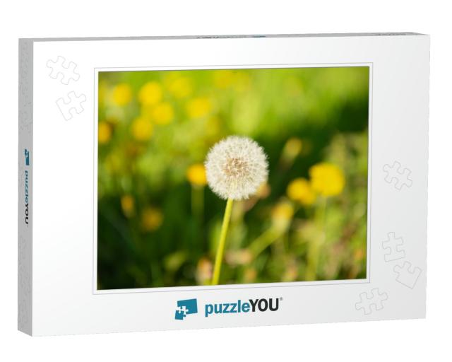 Dandelion Blowball Flower on Natural Background. Macro. N... Jigsaw Puzzle