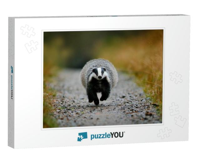 Badger Running in the Forest Gravel Road. Action Wildlife... Jigsaw Puzzle