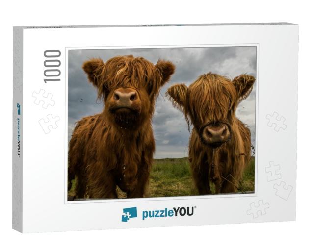 Two Highland Cows... Jigsaw Puzzle with 1000 pieces