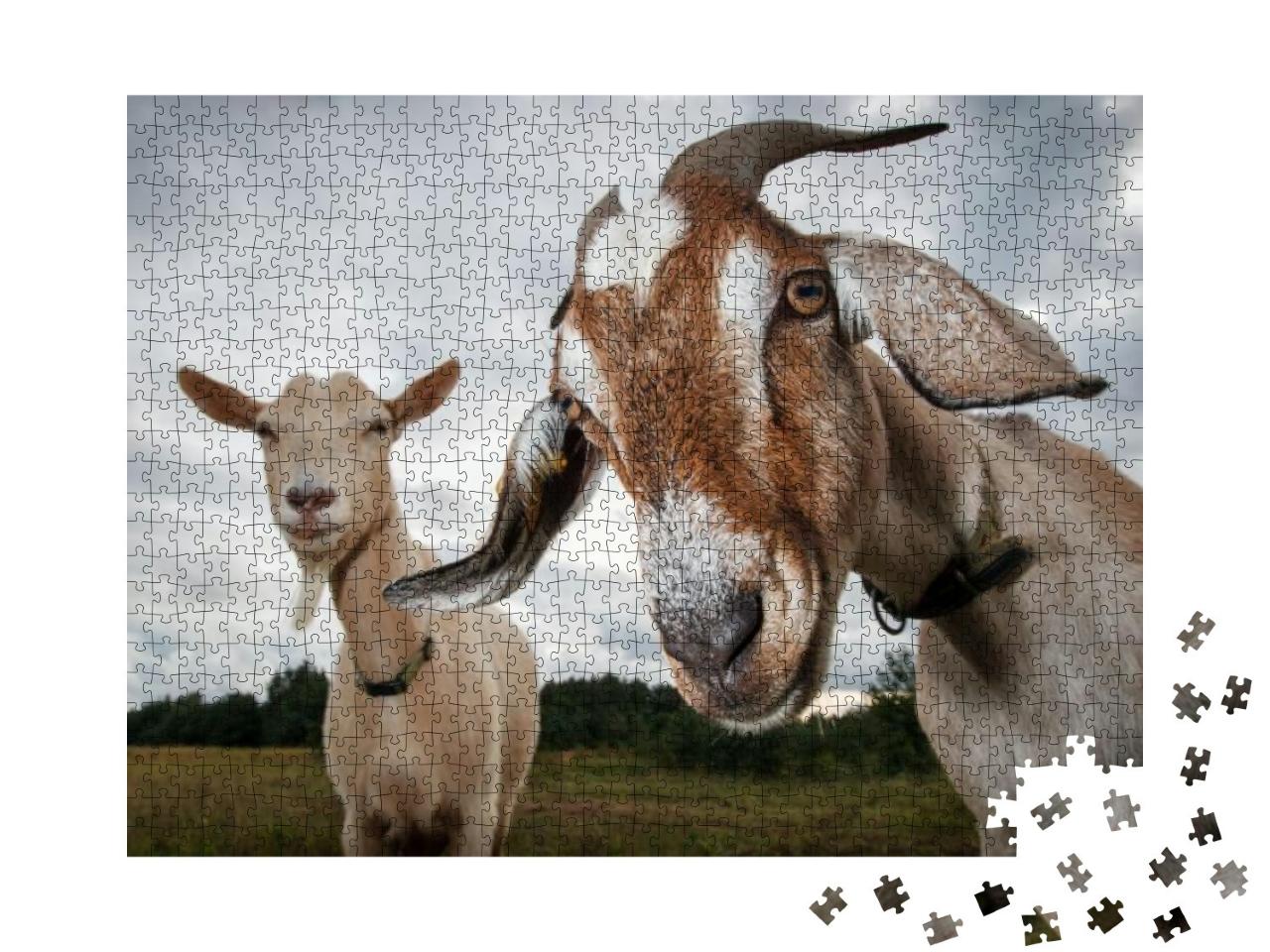 Two Goats Look At the Camera... Jigsaw Puzzle with 1000 pieces