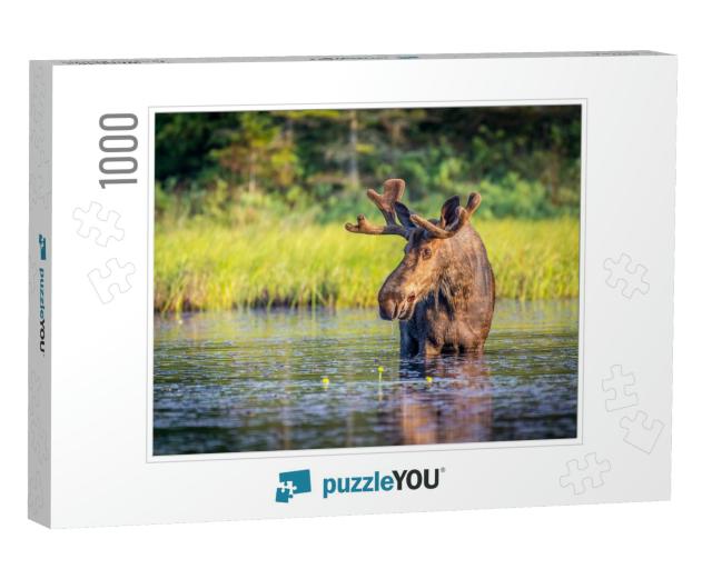 Bull Moose in Algonguin Park, Ontario, Canada... Jigsaw Puzzle with 1000 pieces