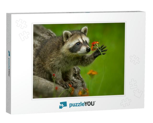 Raccoon in Minnesota Under Controlled Conditions Agnieszk... Jigsaw Puzzle
