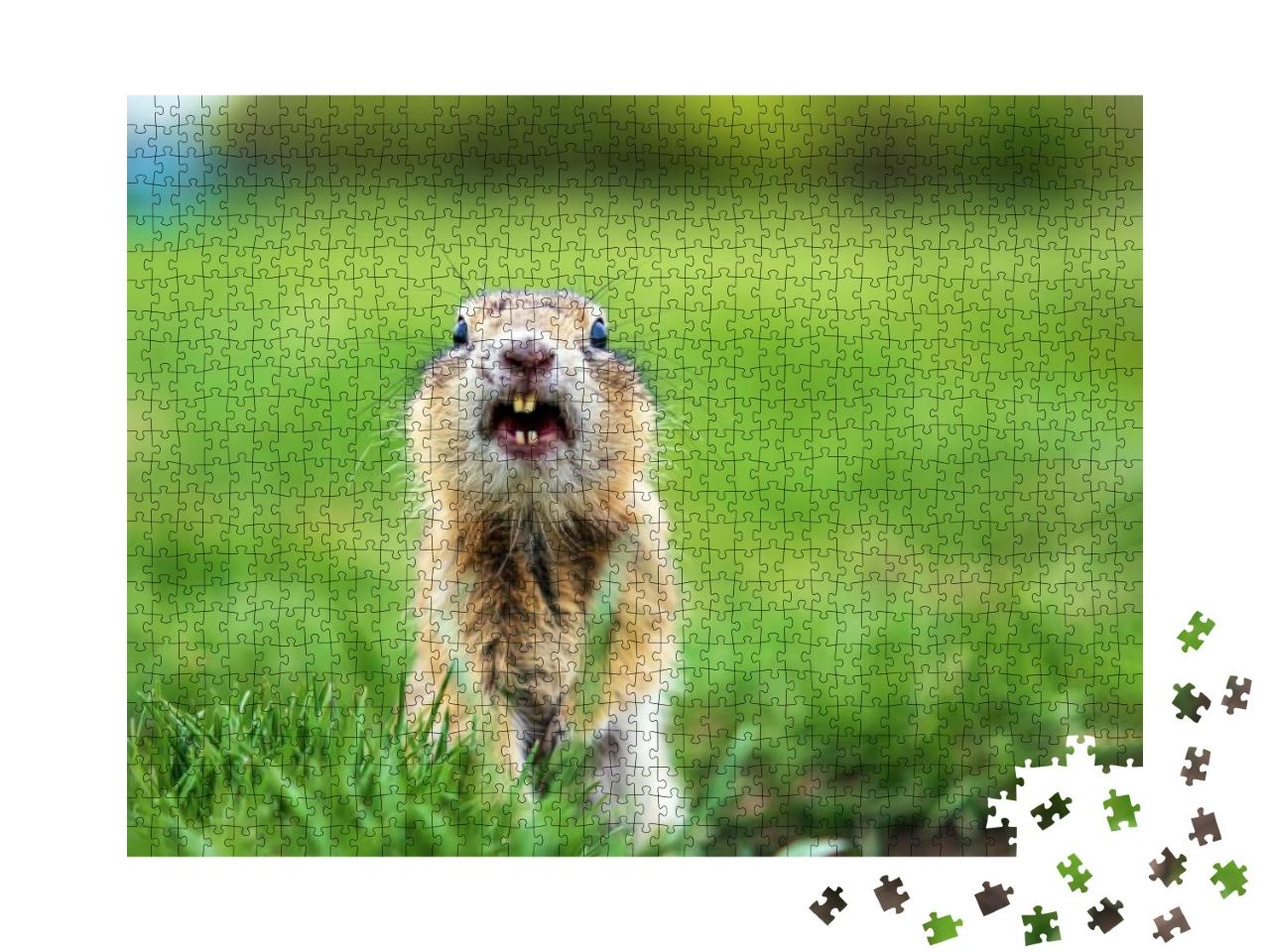 Gopher on the Lawn is Looking At Camera. Close-Up. Portra... Jigsaw Puzzle with 1000 pieces