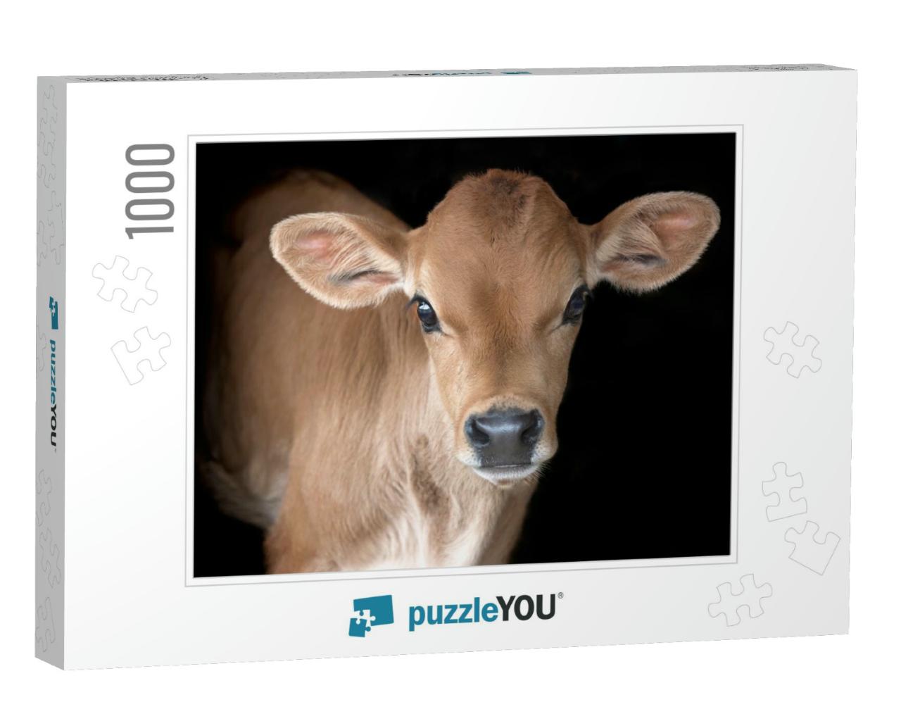 Jersey Calf on Black Background... Jigsaw Puzzle with 1000 pieces