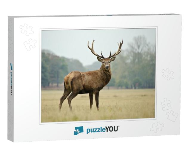 Portrait of Majestic Powerful Adult Red Deer Stag in Autu... Jigsaw Puzzle