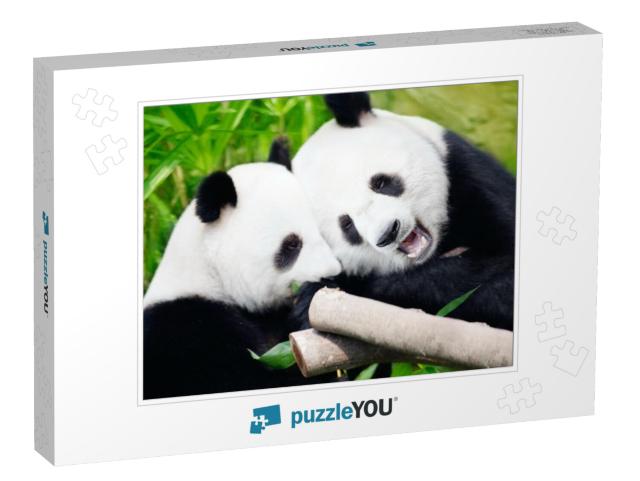 Couple of Cute Giant Pandas Eating Bamboo Shoots... Jigsaw Puzzle