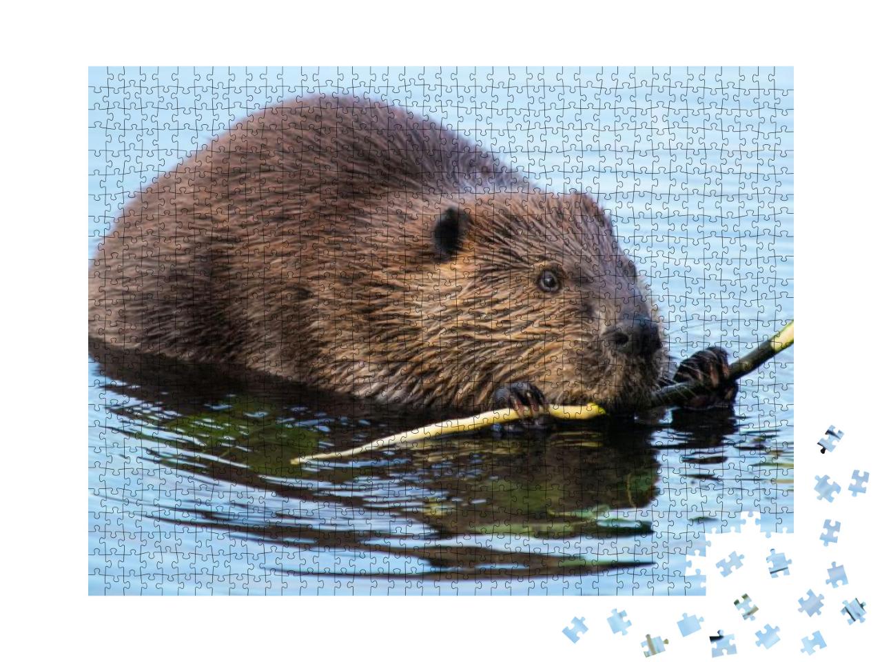 Beaver Munching on Some Bark At Dusk... Jigsaw Puzzle with 1000 pieces