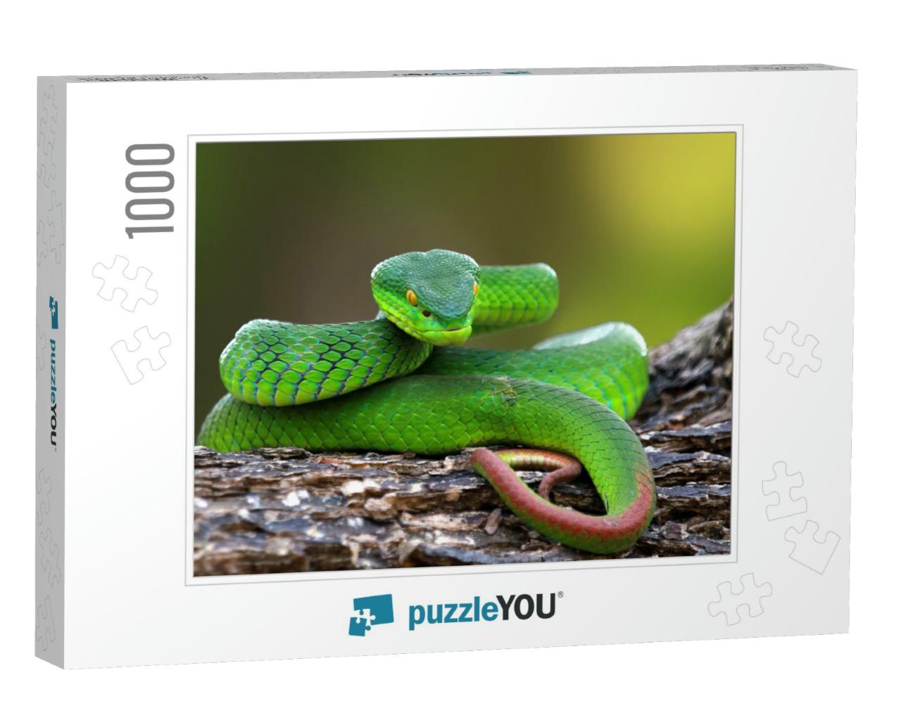 Trimisurus Albolabris, Green Snake Closeup on Branch, Ani... Jigsaw Puzzle with 1000 pieces
