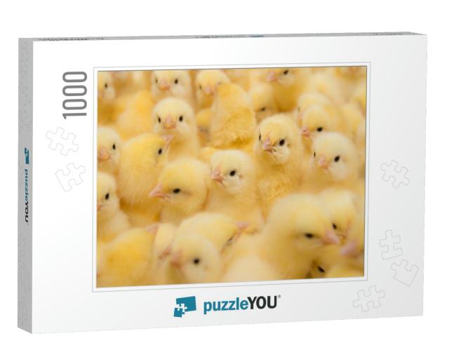 A Newborn Chicken is Knocked Out of an Egg, Brood of Smal... Jigsaw Puzzle with 1000 pieces