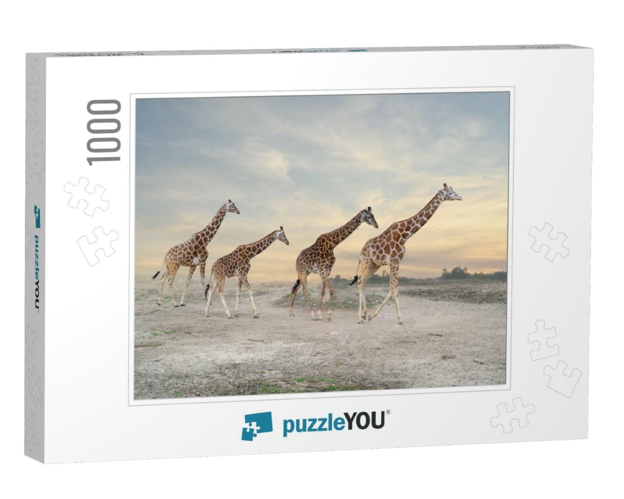 Herd of Giraffes, Giraffe Family... Jigsaw Puzzle with 1000 pieces