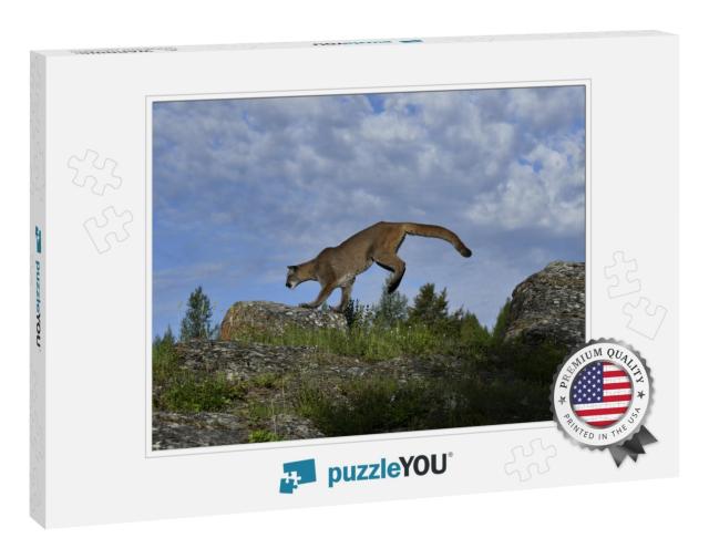 Mountain Lion Jumping from Rock to Rock... Jigsaw Puzzle