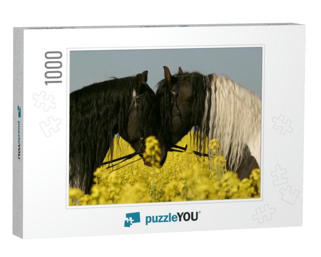 Friesian Horses Portrait in Rapeseed... Jigsaw Puzzle with 1000 pieces