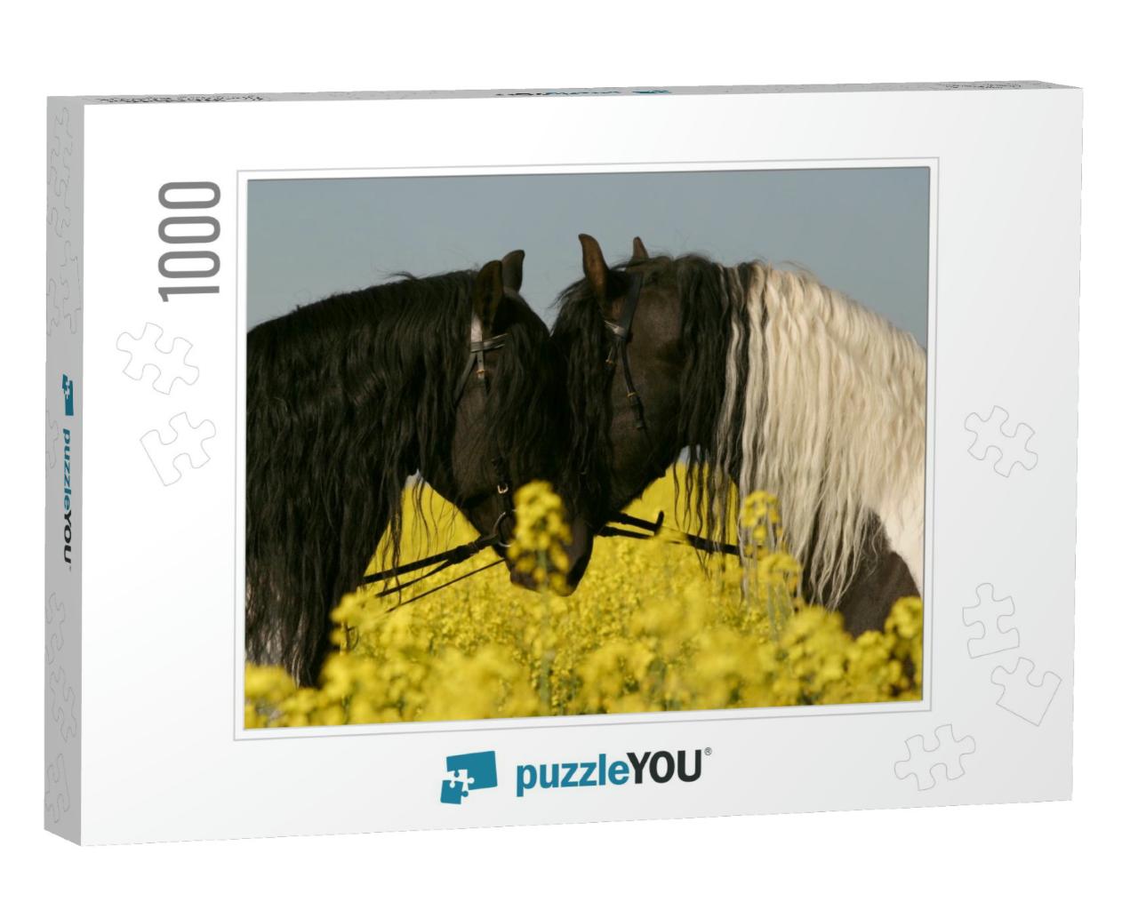 Friesian Horses Portrait in Rapeseed... Jigsaw Puzzle with 1000 pieces