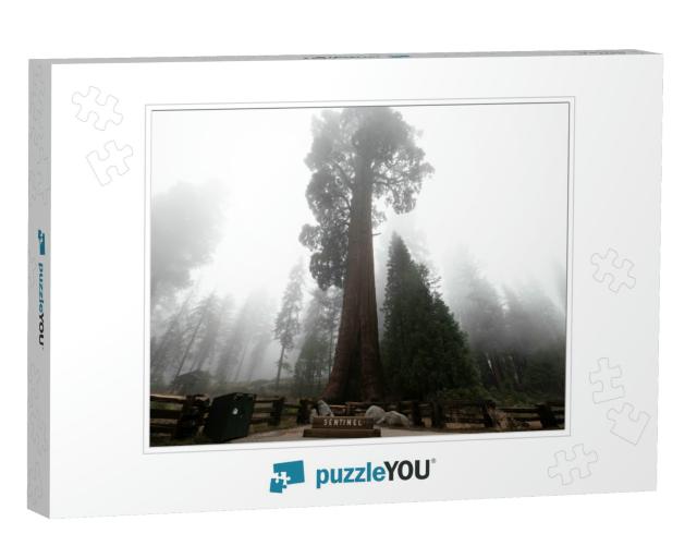 The Giant Sequoia Trees, the Longest & Tallest Trees on E... Jigsaw Puzzle