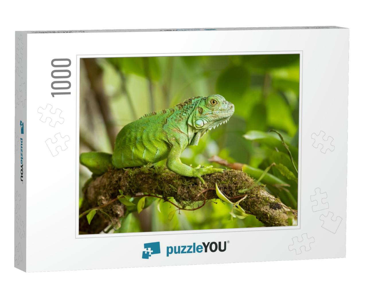 Green Iguana, Also Known as the American Iguana, is a Lar... Jigsaw Puzzle with 1000 pieces