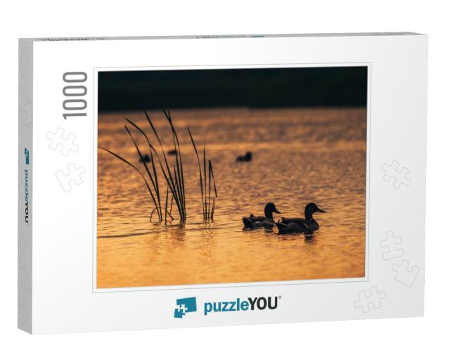 Silhouette Look on the Ducks in the Lake Water During the... Jigsaw Puzzle with 1000 pieces