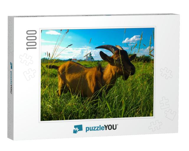Domestic Goat Eating Juicy Grass in a Village Field... Jigsaw Puzzle with 1000 pieces