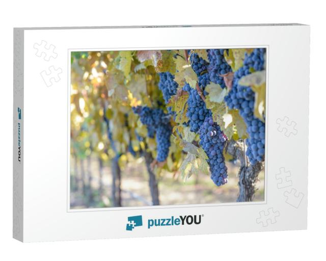 Grapes on the Vine... Jigsaw Puzzle