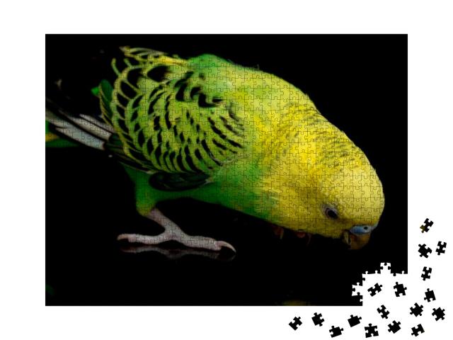 Parakeets Budgerigar Bird Melopsittacus Undulatus Budgie... Jigsaw Puzzle with 1000 pieces