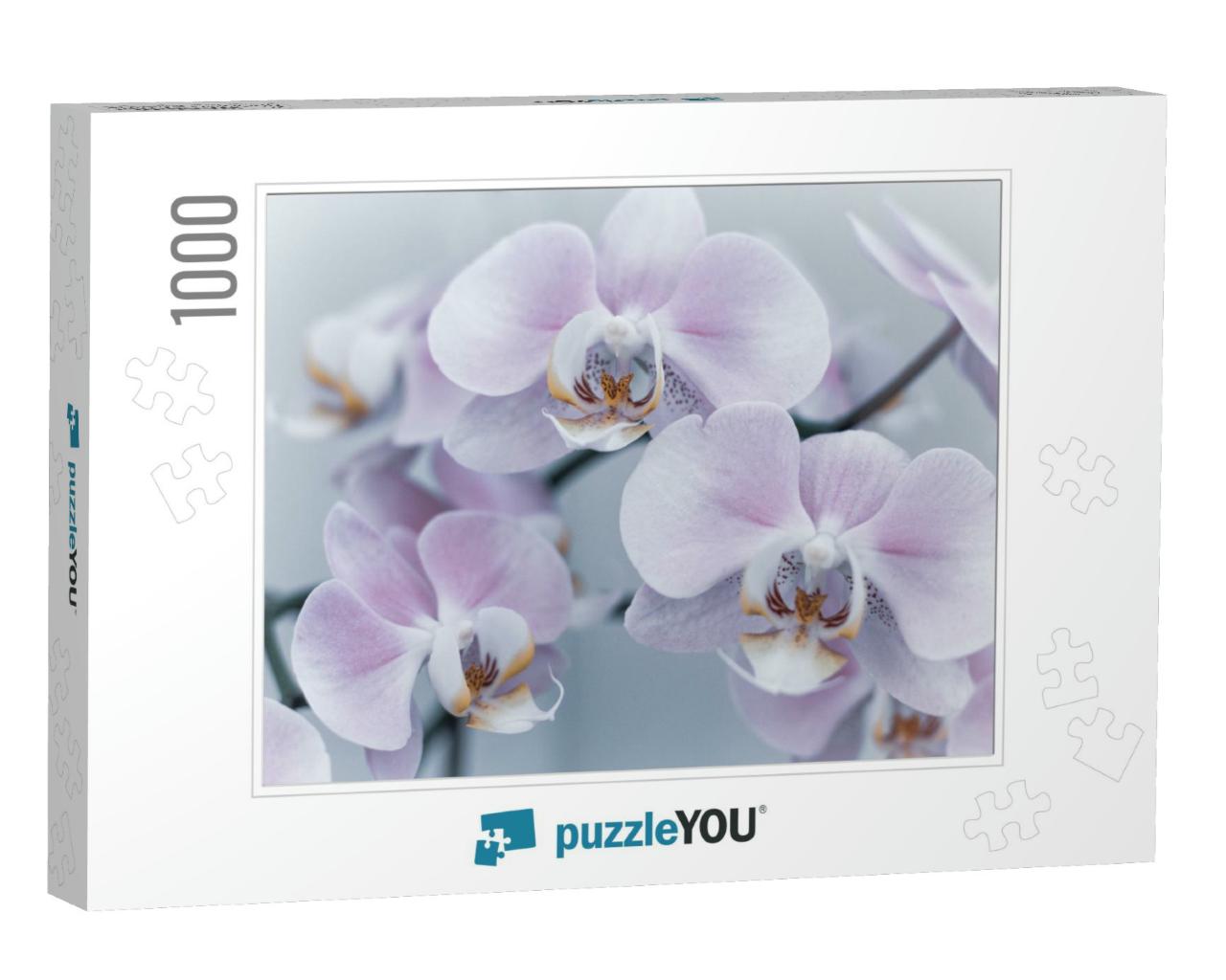 Beautiful Delicate Orchid Flowers Shot in Soft Light... Jigsaw Puzzle with 1000 pieces