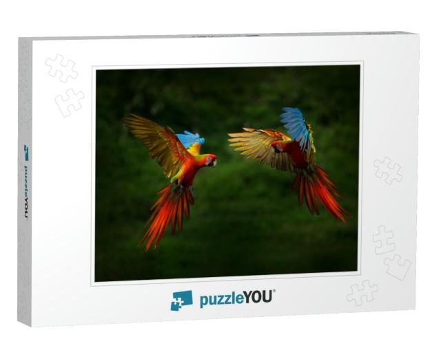 Hybrid Parrots in Forest. Macaw Parrot Flying in Dark Gre... Jigsaw Puzzle