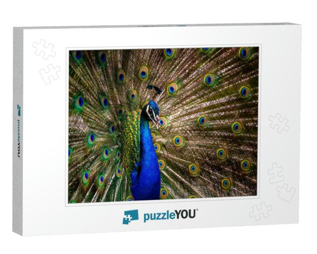 Peacock Tail. Elegant Colorful Peacock Portrait... Jigsaw Puzzle
