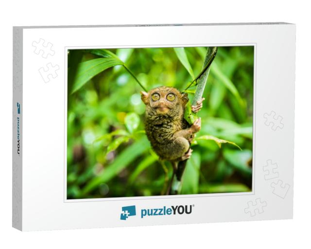 The Philippine Tarsier Carlito Syrichta is a Species of T... Jigsaw Puzzle
