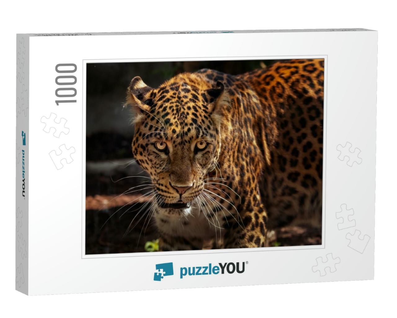 Attractive Image of a Powerful Hunter Jaguar... Jigsaw Puzzle with 1000 pieces