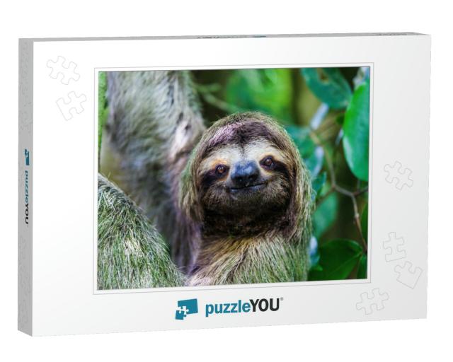 Sloth, Manuel Antonio National Park, Costa Rica, Central... Jigsaw Puzzle