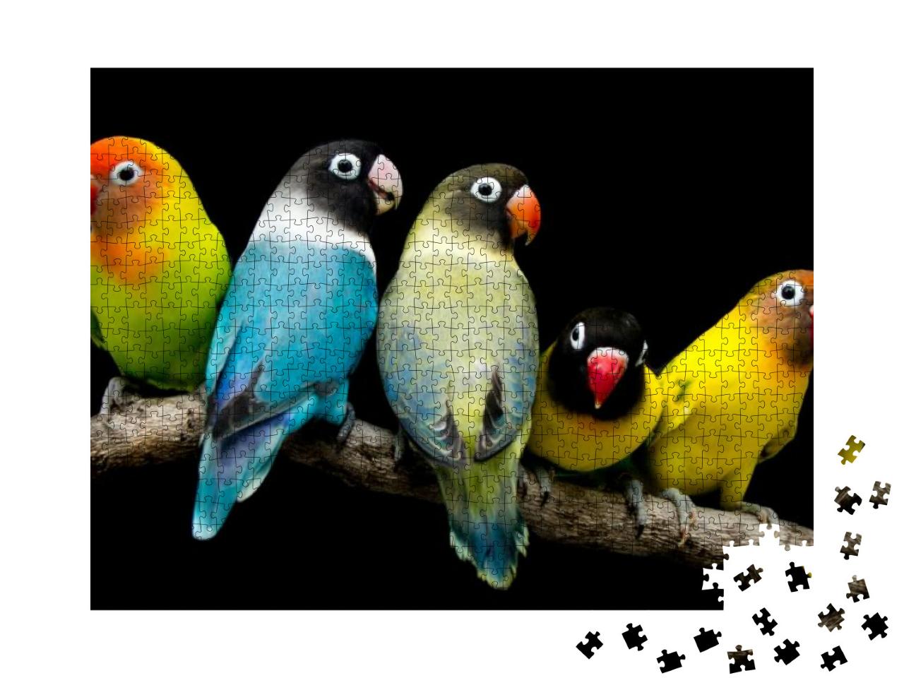 Lovebird Parrot There Are Beautiful Colors & Very Loving... Jigsaw Puzzle with 1000 pieces