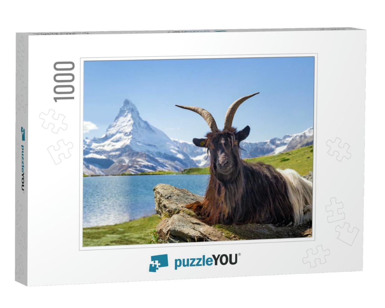 Valais Black Neck Goat Sitting in Front of Stellisee & Ma... Jigsaw Puzzle with 1000 pieces