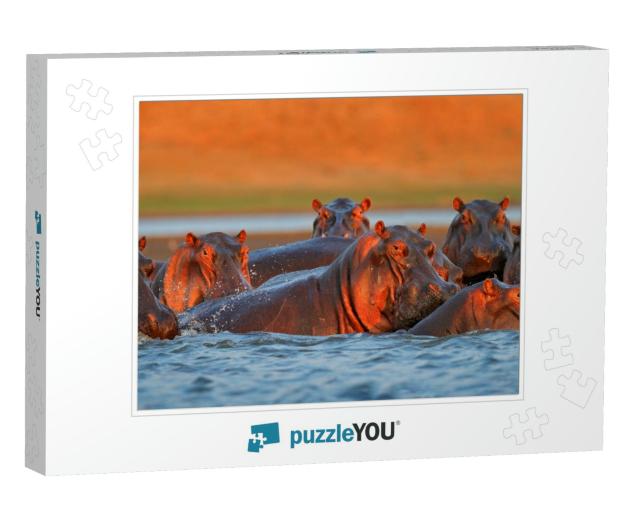Hippo Head in the Blue Water, African Hippopotamus, Hippo... Jigsaw Puzzle