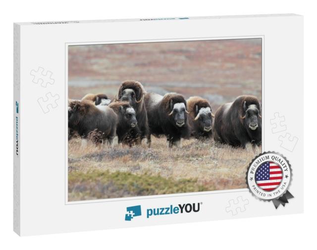 Muskox in Dovrefjell National Park, Norway... Jigsaw Puzzle