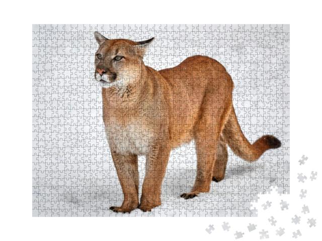 Puma in the Woods, Single Cat on Snow, Wildlife America... Jigsaw Puzzle with 1000 pieces