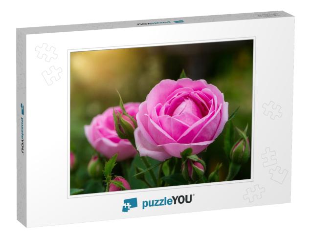 Pink of Damask Rose Flower with Sunlight. Rosa Damascena... Jigsaw Puzzle