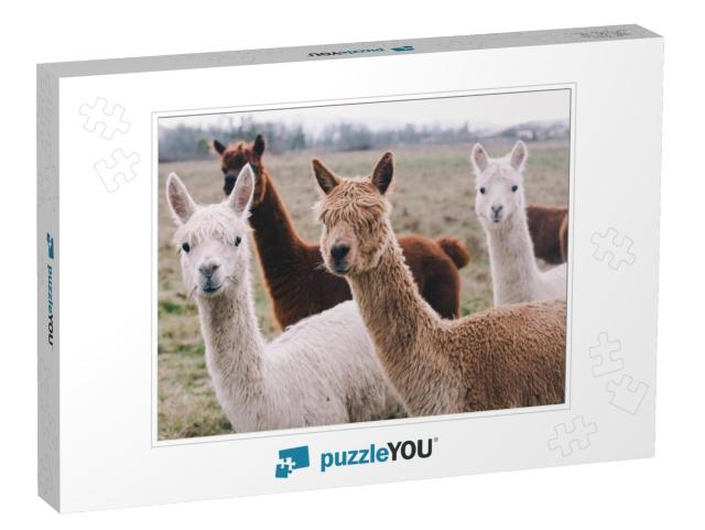 Colorful Group / Pack of Alpacas... Jigsaw Puzzle