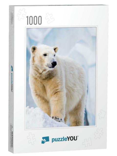 Young Polar Bear Standing on the Ice Block... Jigsaw Puzzle with 1000 pieces