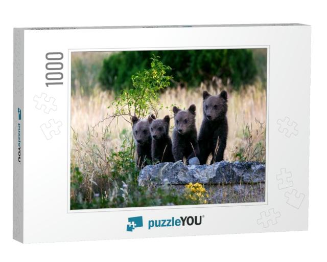 Marsican Bear Cubs, a Protected Species Typical of Centra... Jigsaw Puzzle with 1000 pieces