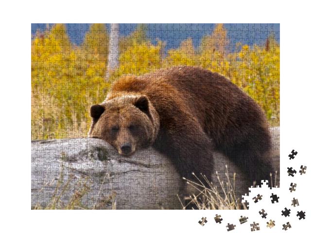 A Grizzly Bear in Alaska Taking a Rest on a Fallen Tree... Jigsaw Puzzle with 1000 pieces