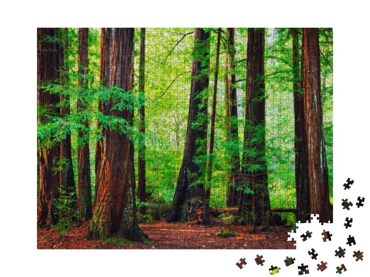 Redwood Trees in Forest, Northwest Rain Forest... Jigsaw Puzzle with 1000 pieces