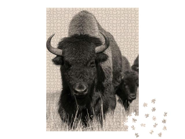 American Bison or Buffalo in Sepia. the Herd of American... Jigsaw Puzzle with 1000 pieces