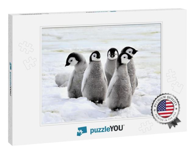 Emperor Penguin Chicks on the Snow in Antarctica... Jigsaw Puzzle