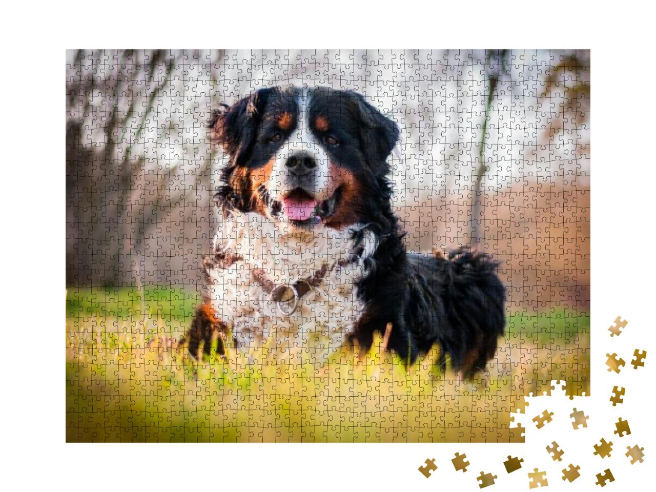 Bernese Mountain Dog... Jigsaw Puzzle with 1000 pieces
