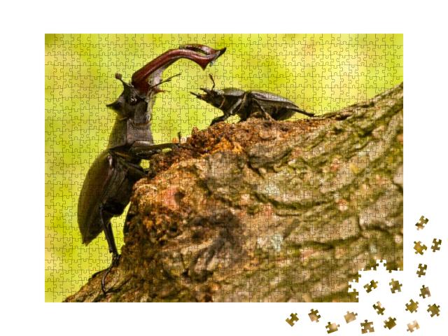 Majestic Male Stag Beetle, Lucanus Cervus, Dominating Ove... Jigsaw Puzzle with 1000 pieces