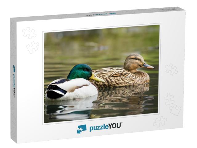 Male & Female Mallard Duck Swimming on a Pond with Green... Jigsaw Puzzle