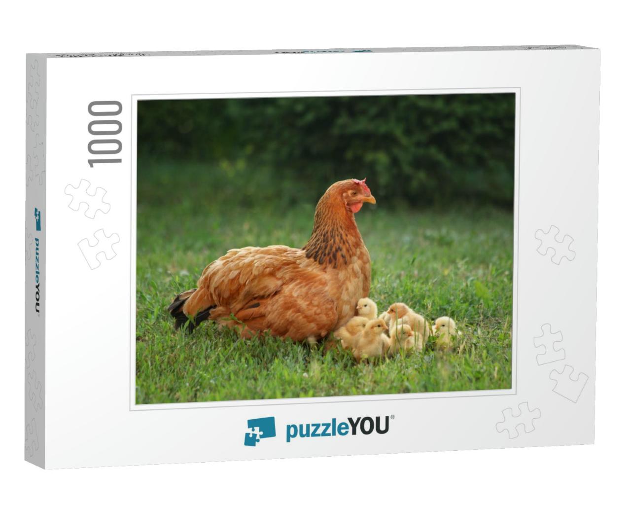 Mother Hen with Her Chicks in the Field. Hen with Chicken... Jigsaw Puzzle with 1000 pieces