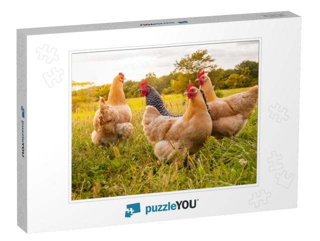 A Chicken Sunset... Jigsaw Puzzle